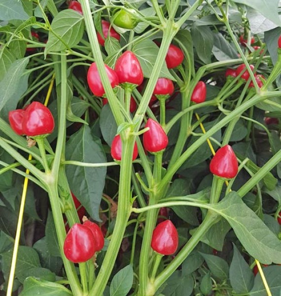 Dundicut Chili Seeds