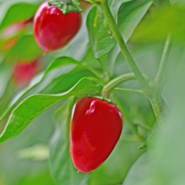 Bio Jalapeno M Chili Seeds