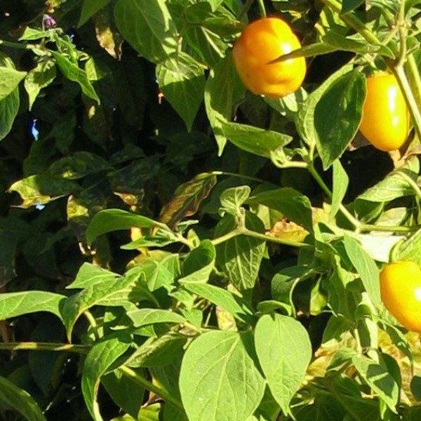 Manzano_Rocoto_Amarillo_Chili_Samen_1.jpg