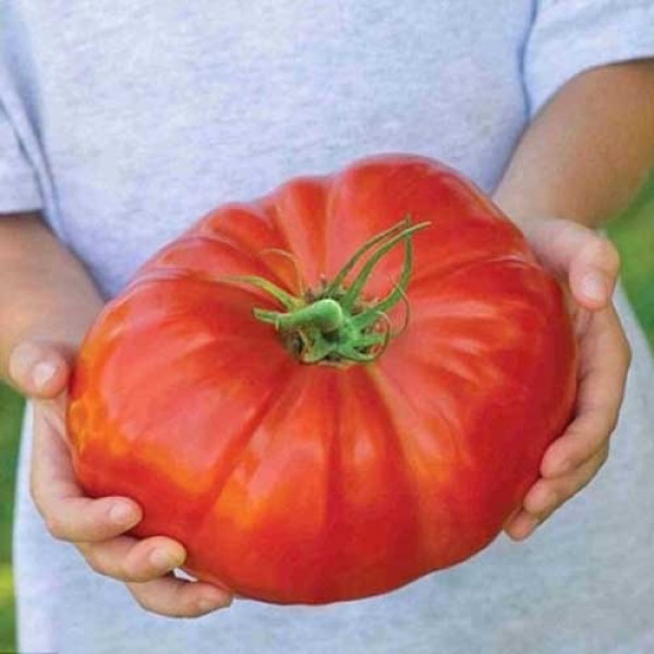 Bistecca_Tomaten_Samen_1.jpg