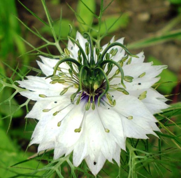 Nigella White Seeds