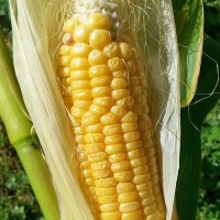 Mais_Golden_Bantam_Samen_1.jpg Mais_Golden_Bantam_Samen_1.jpg