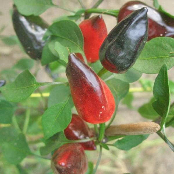 Hot Plum Chili Seeds