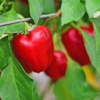 Organic Zsuzsanna Chili Seeds Organic Zsuzsanna Chili Seeds