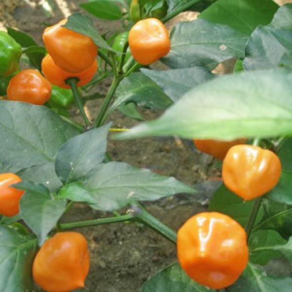 Habanero Batusta Chili Seeds