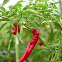 Organic Jimmy Nardellos Chili Seeds Organic Jimmy Nardellos Chili Seeds