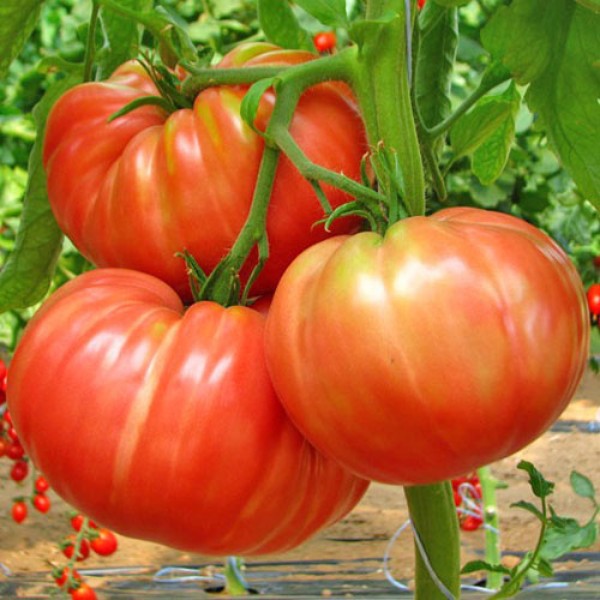Belmonte Tomato Seeds