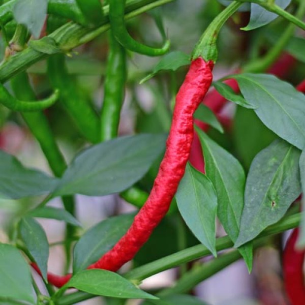 Organic Thunder Mountain Long Horn Chili Seeds 1000 Stk.