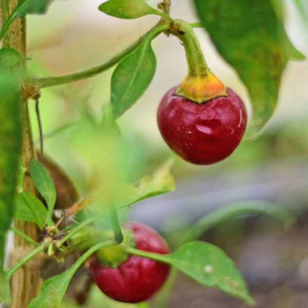 Organic Sweet Cherrybomb Chili Seeds 1000 Stk.