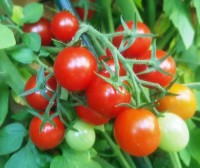 Rote_Murmel_Tomaten_Samen_1.jpg Rote_Murmel_Tomaten_Samen_1.jpg