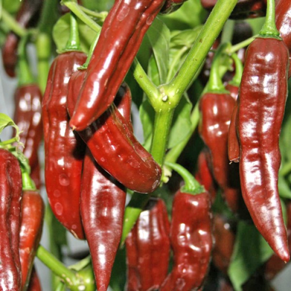 Fatalii_braun_Chili_Samen_B_Ware_1.jpg