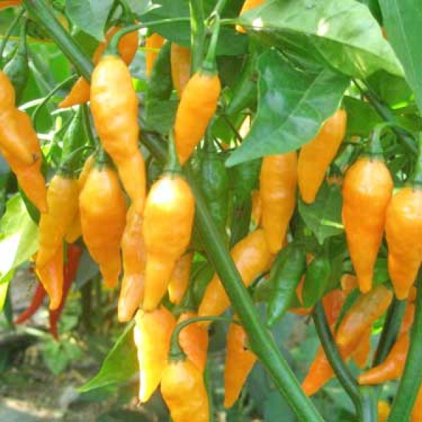 Australian Lantern Chili Seeds