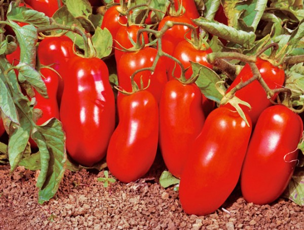 San Marzano Nano Tomato Seeds