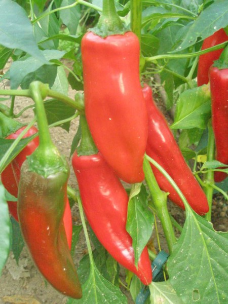 NuMex Conquistador Chili Seeds