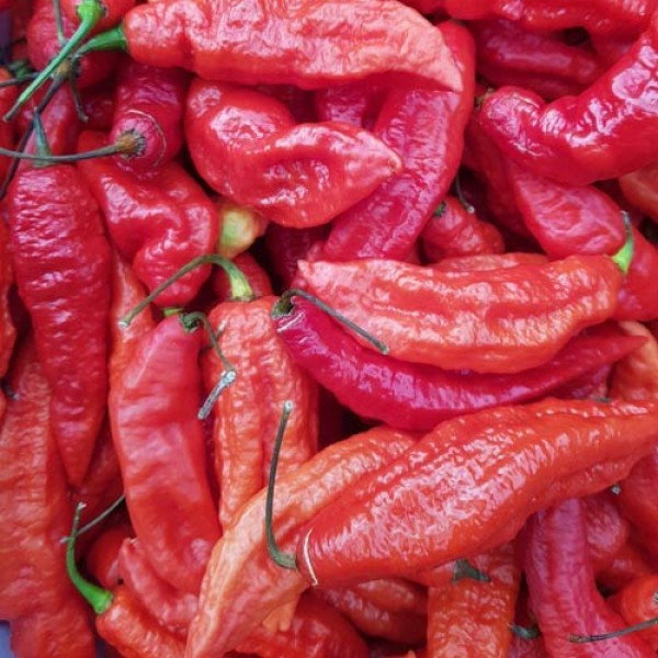 Fresh organic Naga Jolokia Chillies 100g