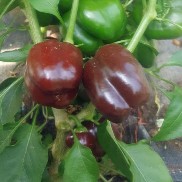 Miniature Bell Chocolate Chili Seeds