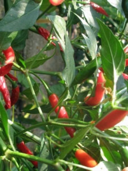 Thai Bangkok Chili Seeds