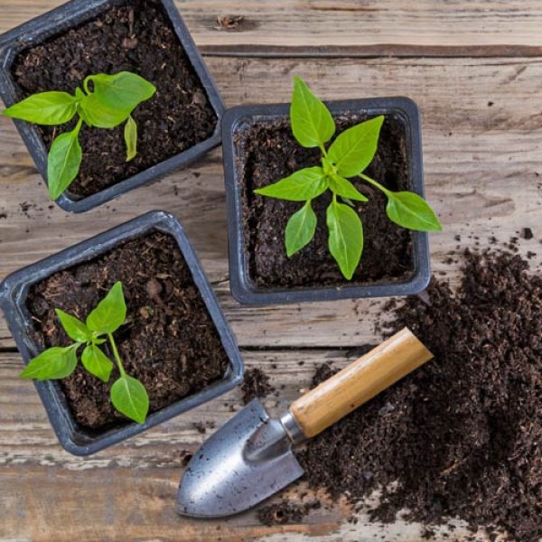 Pricking out & transplanting