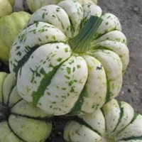 Zierkuerbis_Sweet_Dumpling_Samen_1.jpg Zierkuerbis_Sweet_Dumpling_Samen_1.jpg