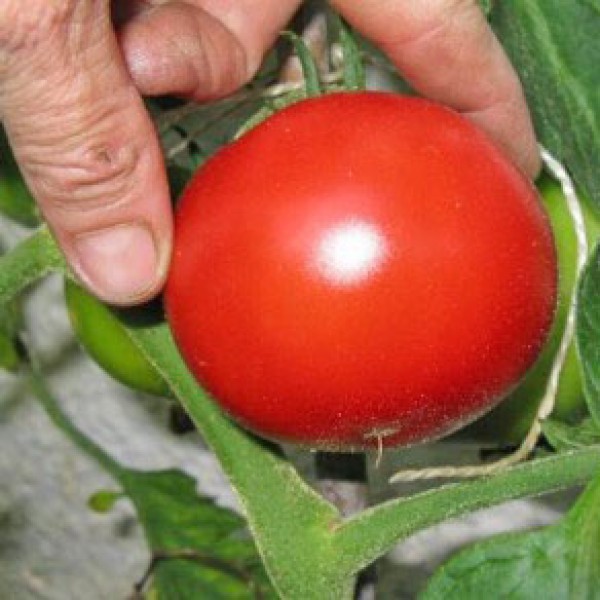 Saint Pierre Sweet Tomato Seeds