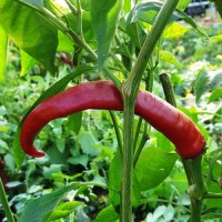 Teufelshorn_Chili_Samen_1.jpg Teufelshorn_Chili_Samen_1.jpg