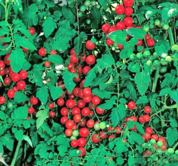 Cherry Sweetie Tomato Seeds