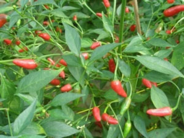 Thai Hot Birds Eye Chili Seeds