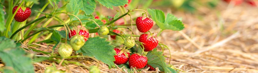 Strawberries