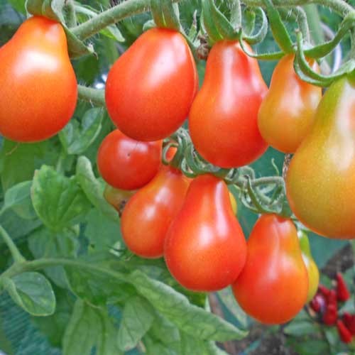 Cerveny Fik Tomato Seeds