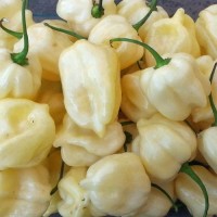 Habanero_Big_White_Chili_Samen_1.jpg Habanero_Big_White_Chili_Samen_1.jpg
