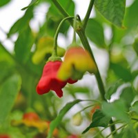 Bio_Bishops_Crown_Chili_Samen_01.jpg Bio_Bishops_Crown_Chili_Samen_01.jpg