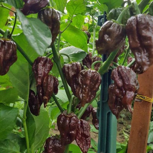 7 Pot Bubblegum Chocolate Chili Seeds