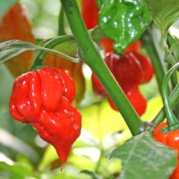 Butch T Trinidad Scorpion Chili Seeds Butch T Trinidad Scorpion Chili Seeds
