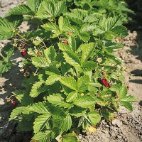 Erdbeere_Alexandria_Samen_1.jpg Erdbeere_Alexandria_Samen_1.jpg