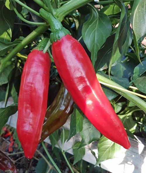 Order Guajillo Chili Seeds online