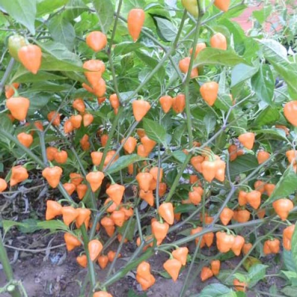 Royal Gold Chili Seeds