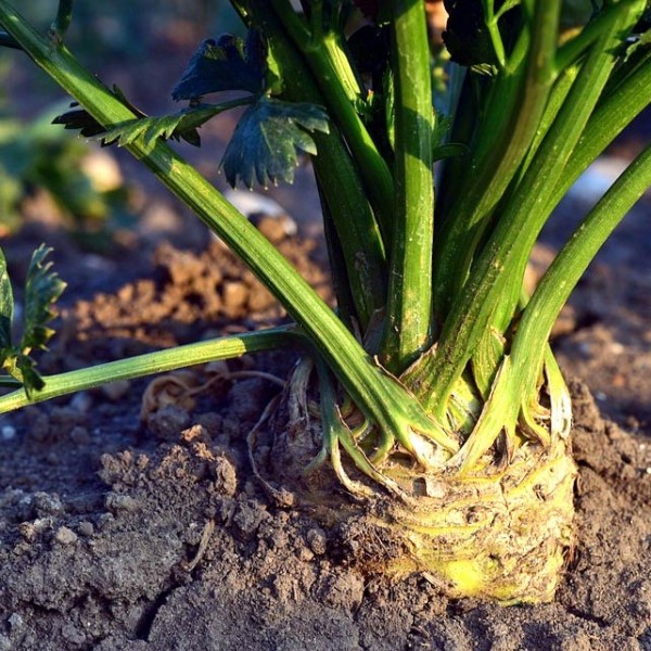 Grow your own celeriac