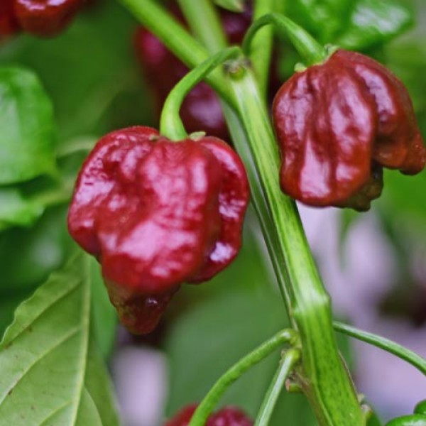 Seed 7 Pot Long LG Chili 1000 Stk.