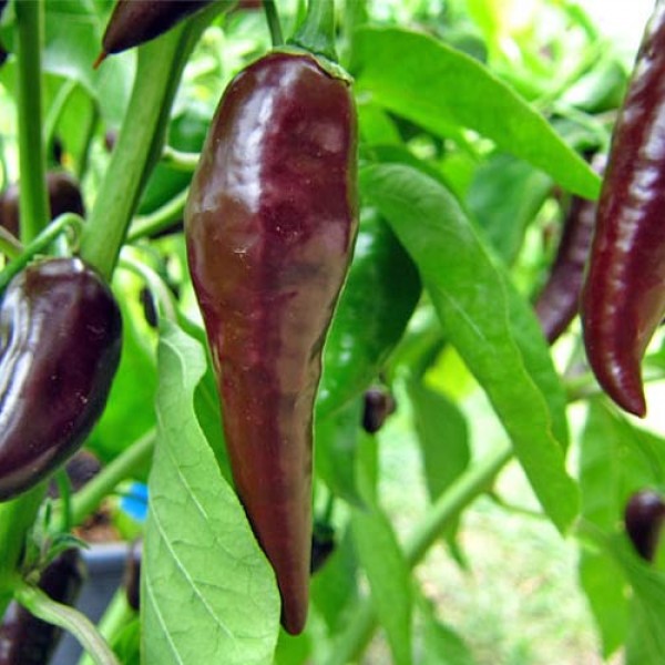 Habanero Maya Brown Chili Seeds