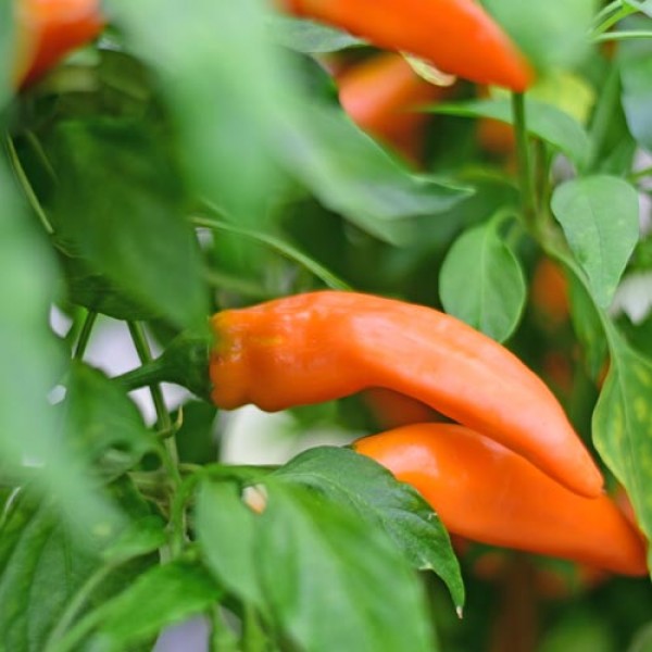 Organic Habanero Grenada Tobago Seasoning Chili Seeds