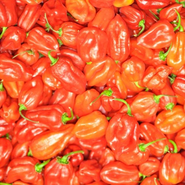 Fresh organic Habanero red Chillies 500g