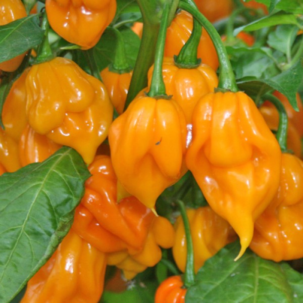 Yellow Trinidad Scorpion Chili Seeds