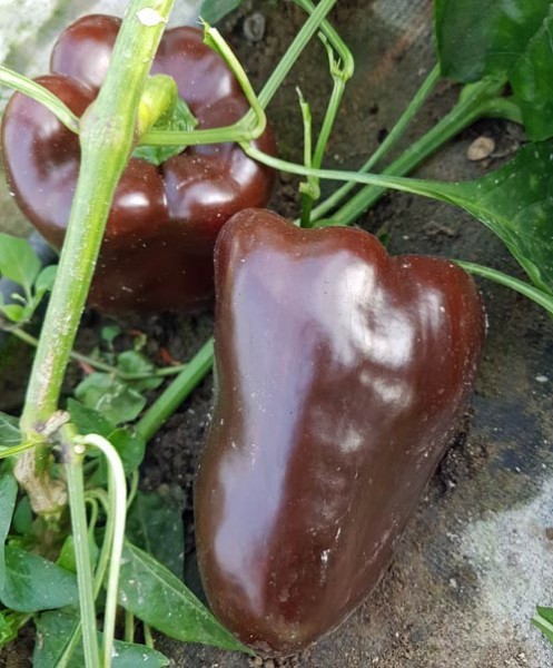 Chocolate Beauty Chili Seeds