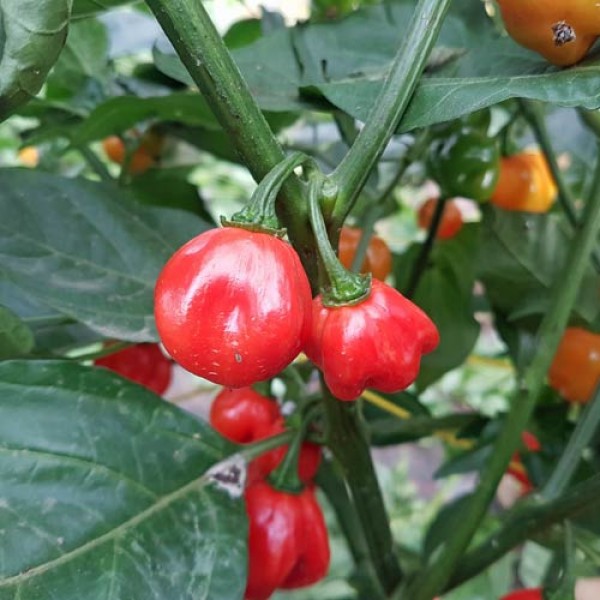 Habanero Santa Lucia Island Chili Seeds