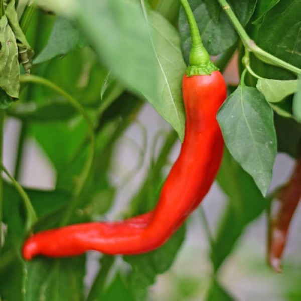 Organic Long Red Ringo Chili Seeds