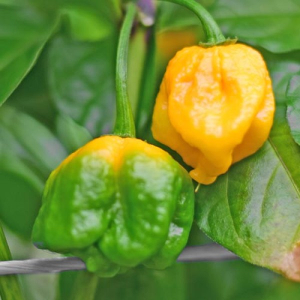 Organic Carolina Reaper Yellow Chili Seeds 1000 Stk.