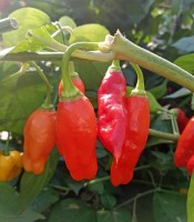 Aji Cajamarca Chili Seeds