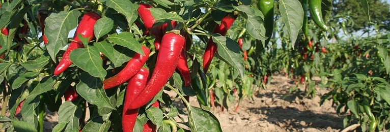 Growing Chili plants