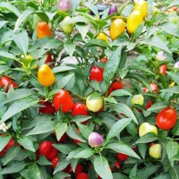 Pyramid_Chili_Samen_1.jpg Pyramid_Chili_Samen_1.jpg