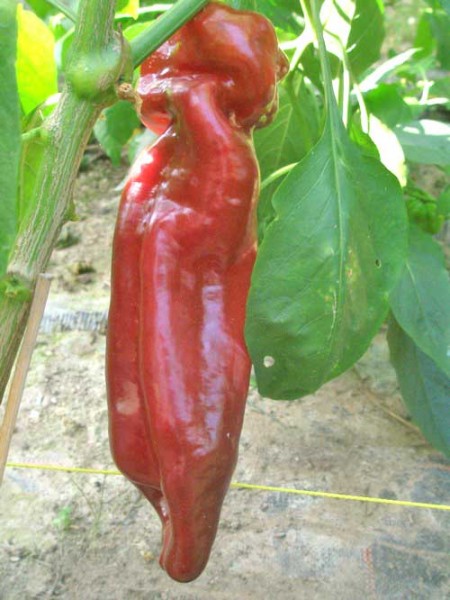 Dulce Italiano Chili Seeds